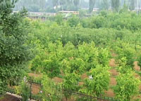 生产基地排列整齐的果树